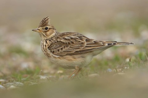 Eurasian skylark (Alauda arvensis) adult bird on grassland, Suffolk, England, United Kingdom,