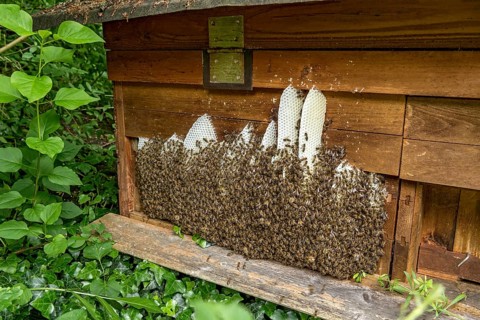 Bee colony, many bees, Western or European honey bee (Apis mellifera), wild construction of natural