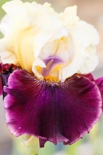 Beautiful multicolored iris flower bloom in the garden. Close up, fragility and summer concept