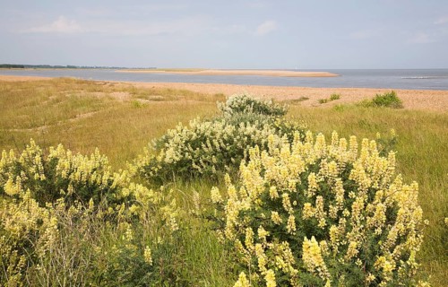 arboreus, yellow bush lupine (Lupinus) growing near North Weir Point mouth of the River Ore,