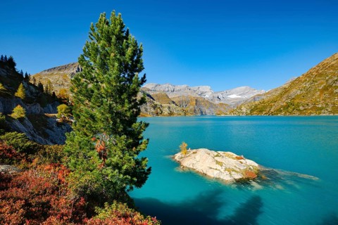 Mountain pine at Lac d'Emosson in the Valais mountains, Switzerland, Europe