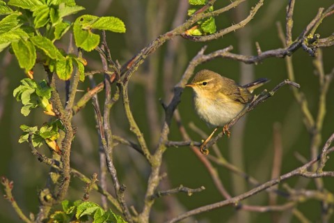 Willow warbler (Phylloscopus trochilus), Heligoland, Erpolzheim, Rhineland-Palatinate, Federal