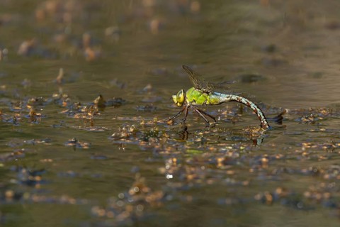 Emperor dragonfly (Anax imperator) adult female insect laying its eggs in the water of a pond,