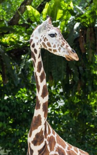 Young giraffe at the zoo in Malaysia
