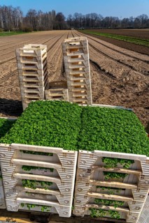Agriculture, herb gardening, parsley plants, in a field, with a planting machine, in rows, planted,