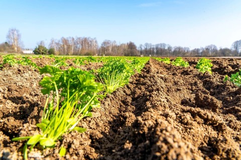 Agriculture, herb gardening, parsley plants, in a field, with a planting machine, planted in rows