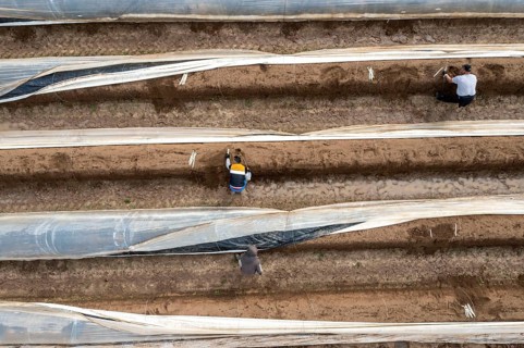 Asparagus harvest in the Rhineland, asparagus pickers at work in an asparagus field covered with