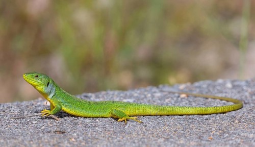 Balkan green lizard (Lacerta trilineata), lizard, lizard, reptile, (Lacerta bilineata), Lesbos,