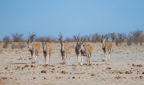 Small herd of common eland (Taurotragus oryx), Etosha National Park, Namibia, Africa