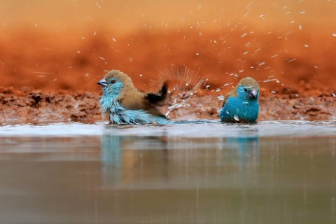 Angolan butterfly finch (Uraeginthus angolensis), blue-eared butterfly finch, adult, two birds, at