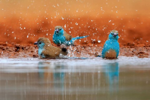 Blue-winged Oriole (Uraeginthus angolensis), Angola Butterfly Finch, adult, three birds, at the