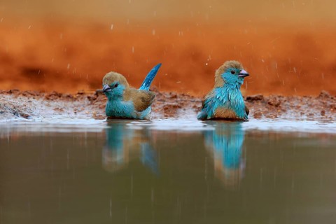 Angolan butterfly finch (Uraeginthus angolensis), blue-eared butterfly finch, adult, two birds, at