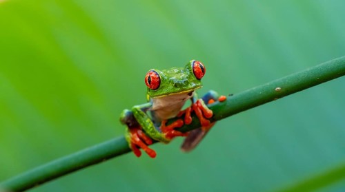 Red-eyed tree frog (Agalychnis callidryas), sitting on a stem, Heredia province, Costa Rica,