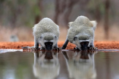 Vervet Monkey (Chlorocebus pygerythrus), adult, two animals, drinking, at the water, Kruger
