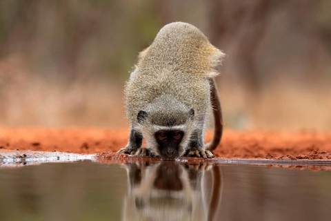 Vervet Monkey (Chlorocebus pygerythrus), adult, drinking, at the water, Kruger National Park,