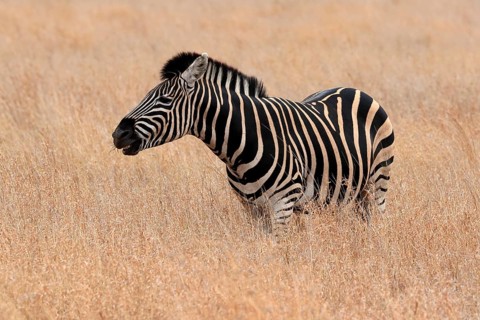 Burchell's zebra (Equus quagga burchelli), Burchell's zebra, adult, feeding, Kruger National Park,