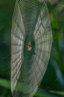 Cross spider (Araneus) sitting in a spider web, Lower Saxony, Germany, Europe