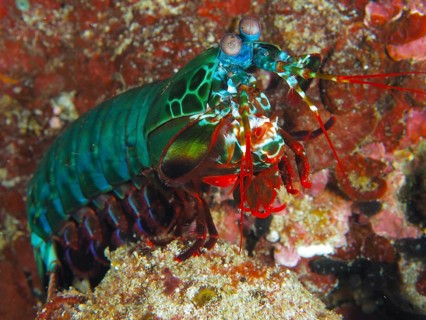 Colourful clown mantis shrimp (Odontodactylus scyllarus) on a coral reef, dive site SD, Nusa