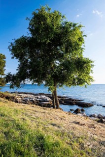 Adriatic Sea near Savudrija, Istiren, Croatia, Croatia, Europe