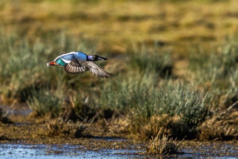 Northern Shoveler, Spatula clypeata, male in flight over marshes at winter