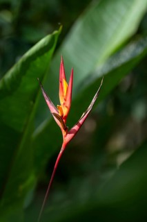 Yellow-red flower of a false bird-of-paradise (Heliconia), Carara National Park, Tarcoles,