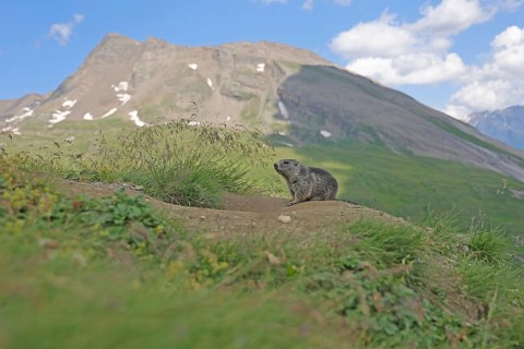 Marmot (Marmota), Grossglockner High Alpine Road, Salzburger Land, Austria, Europe