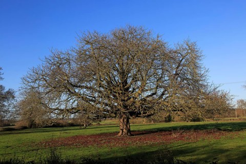 Horse chestnut tree, Aesculus hippocastanum, in winter growing in field, Sutton, Suffolk, England