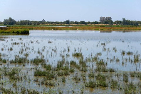 Eine ruhige Landschaft mit einem See und Schilf in den sumpfigen Bereichen, umgeben von Bäumen,