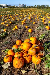 Pumpkin field, ripe pumpkins, shortly in front of harvest, near Neuss, North Rhine-Westphalia,