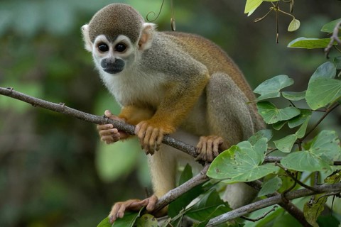 Golden-backed squirrel monkey, Saimiri ustus, Amazon basin, Brazil, South America