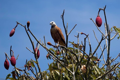 Black collared Hawk, Busarellus nigricollis, in a kapok tree, Chorisia speciosa, Amazon Basin,