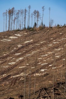 Cleared forest area north of the village of Öventrop, district of Arnsberg, dead spruce stands were