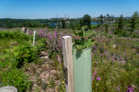 Reforestation in the Arnsberg forest above the Möhnesee, Soest district, citizen forest project,