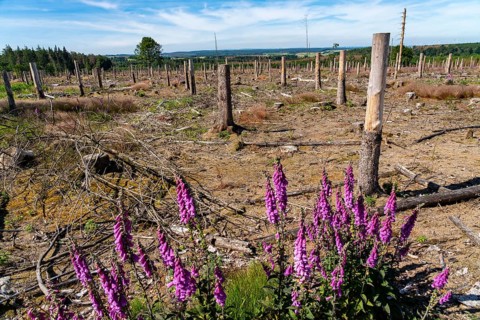Cleared forest in the Eggegebirge, near Lichtenau, Paderborn district, site of a spruce forest that