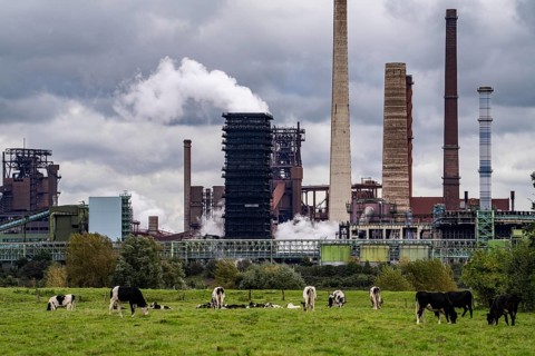 Thyssenkrupp Steel steelworks in Duisburg-Marxloh, Schwelgern coking plant, cows on a pasture in