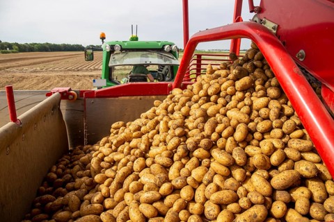 Agriculture harvesting of table potatoes in Mutterstadt, Palatinate