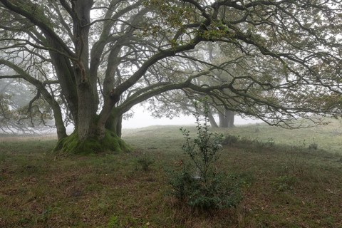 English oak (Quercus robur) and holly (Ilex aquifolius) in the fog, Emsland, Lower Saxony, Germany,