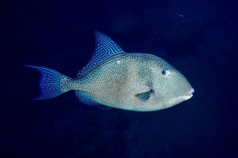 Thick-lipped fish with blue fins, Atlantic triggerfish (Balistes capriscus) (Balistes