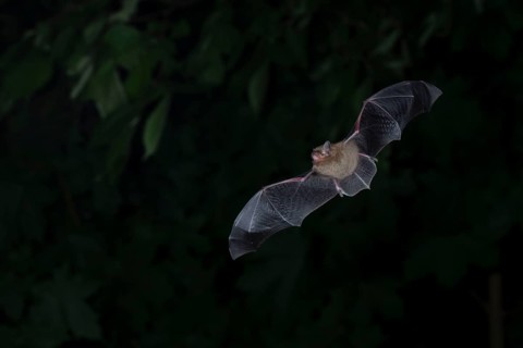 Common pipistrelle (Pipistrellus pipistrellus) hunting insects in front of deciduous forest,