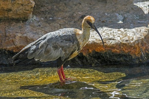 Black-faced ibis (Tantalus melanopis) foraging in shallow water, native to South America