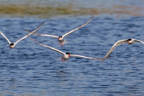 Four common terns (Sterna hirundo) in breeding plumage in flight, fishing in lake in summer