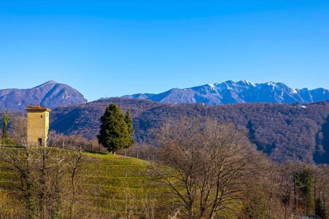 Vineyard in Collina d'oro with Mountain in Lugano, Ticino in Switzerland