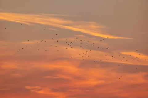 Aircraft approaching Zurich Airport. Sunset with flock of birds. Zurich, Switzerland, Europe
