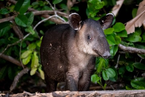 Baird's tapir (Tapirus bairdii), juvenile, in the rainforest, Corcovado National Park, Osa,
