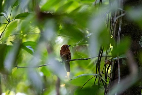 White-tailed Puffbird (Malacoptila panamensis) sitting on a branch, tropical rainforest, Corcovado