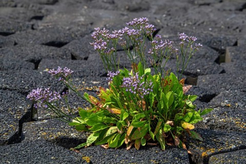 Common sea-lavender (Limonium vulgare) in flower on dyke, dike along the North Sea coast in summer,