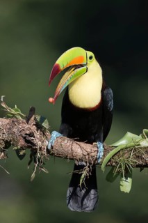 Fishing toucan (Ramphastos sulfuratus), Costa Rica, Central America
