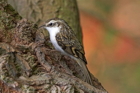 Woodcreeper, (Certhias familiaris)