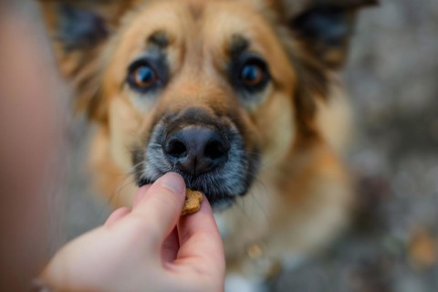 Close up of human giving dog treat to dog. KI generiert, generiert, AI generated