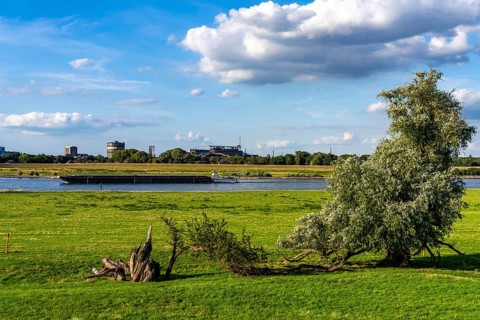 Rhine meadows near Duisburg-Baerl, on the other side of the Rhine the Thyssenkrupp Steel steelworks